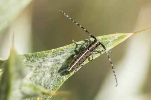 Réf. 230 667 : Agapanthia suturalis